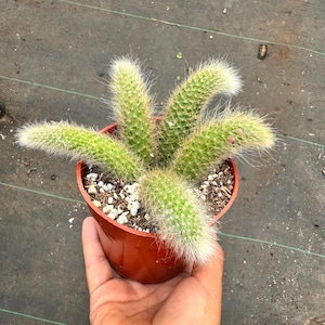 Monkey Tail Cactus 4 inch pot 5 Rooted Pieces Per Pot