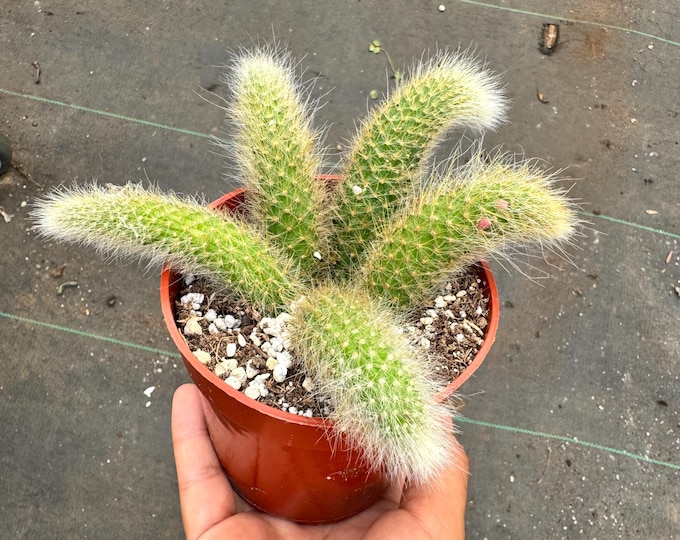 Monkey Tail Cactus 4 inch pot 5 Rooted Pieces Per Pot