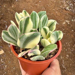 May include: A potted succulent plant with thick, variegated leaves in shades of green, cream, and pink. The plant is in a small, round, terracotta-colored pot. The leaves have a striped pattern and a slightly rounded shape.