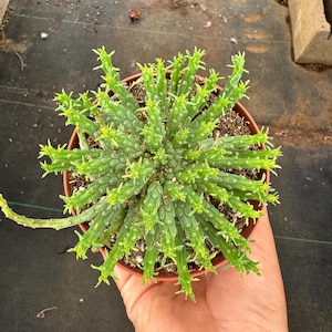 May include: A green succulent plant in a brown pot. The plant has many small, spiky stems radiating outwards. The plant is held in a person's hand. The plant is a vibrant green color.