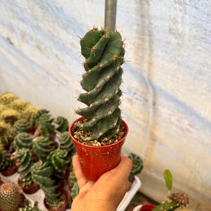 May include: A spiral-shaped cactus in a small red pot. The cactus is a vibrant green color with sharp, brown spines along its edges. Other cacti are visible in the background, some in white trays.