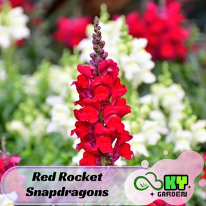 May include: Red Rocket Snapdragons, a vibrant red flower with a tall, slender stem. The flower is in bloom and has many small, delicate petals. The background is blurred and shows other flowers in various shades of red and white.