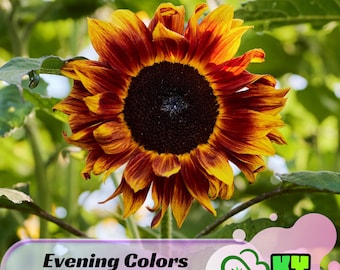 Evening Colors Sunflower Seeds - Bi-Colored Petals, Attracts Pollinators, Drought Tolerant, Low Maintenance - Plant in Spring