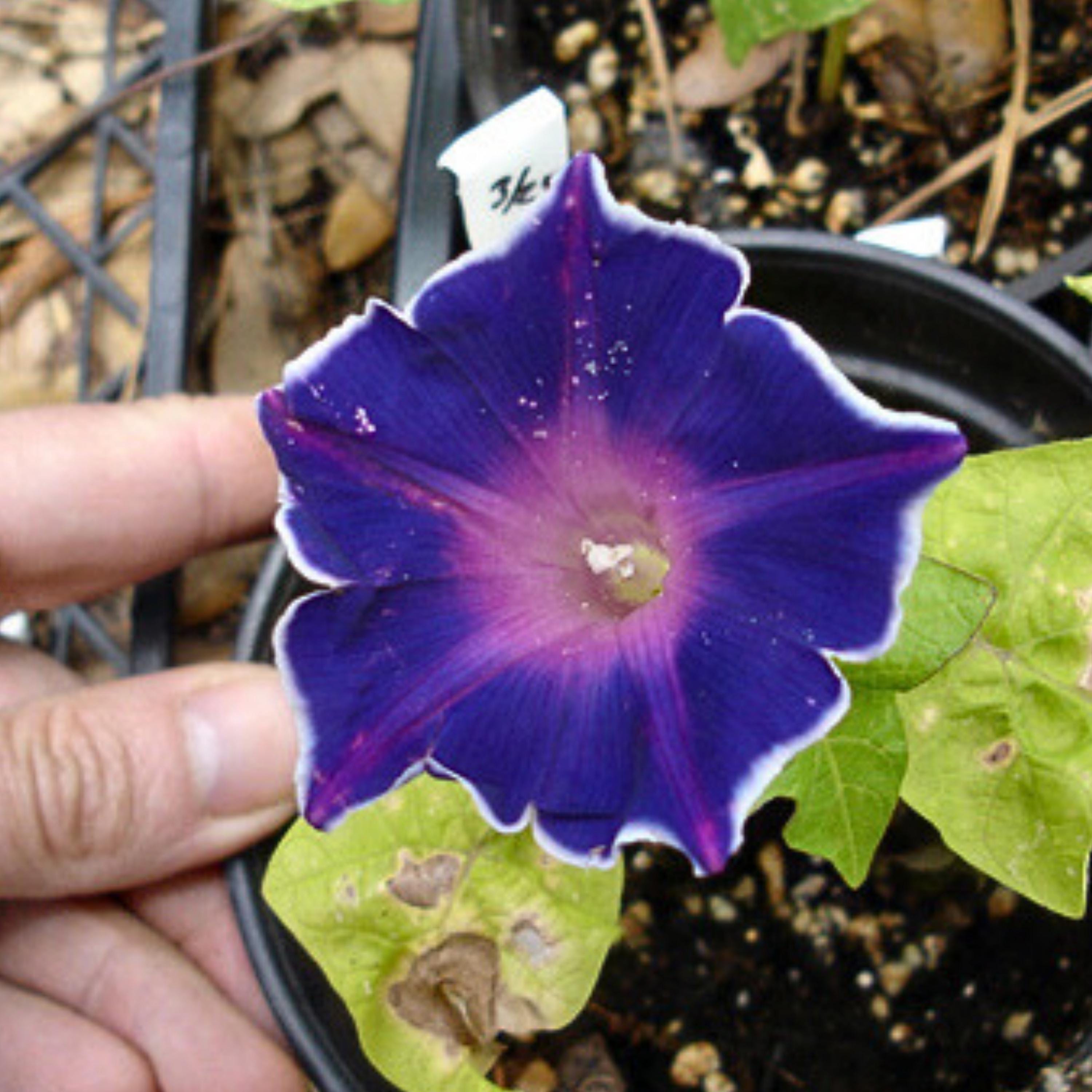 Blue Picotee Morning Glory Seeds - Fast Growing, Climbing Vine
