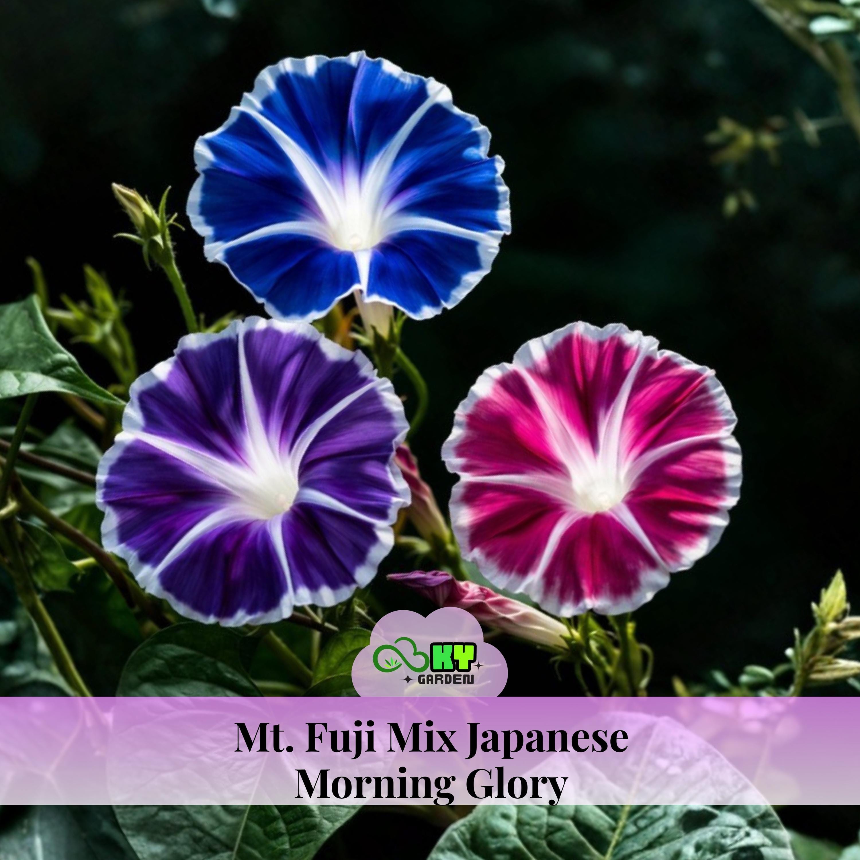 Mt. Fuji Mix Japanese Morning Glory Seeds - Fast Growing, Climbing