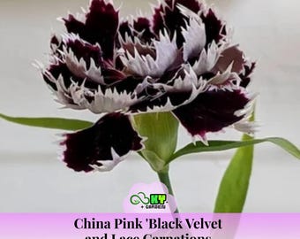 Black Velvet Lace Dianthus Seeds - China Pink Carnation Flowers