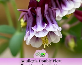 Double Pleat Blackberry Columbine Seeds - Deciduous - Cold Resistant - Attracts pollinators -Plant in Late Summer to Early Fall