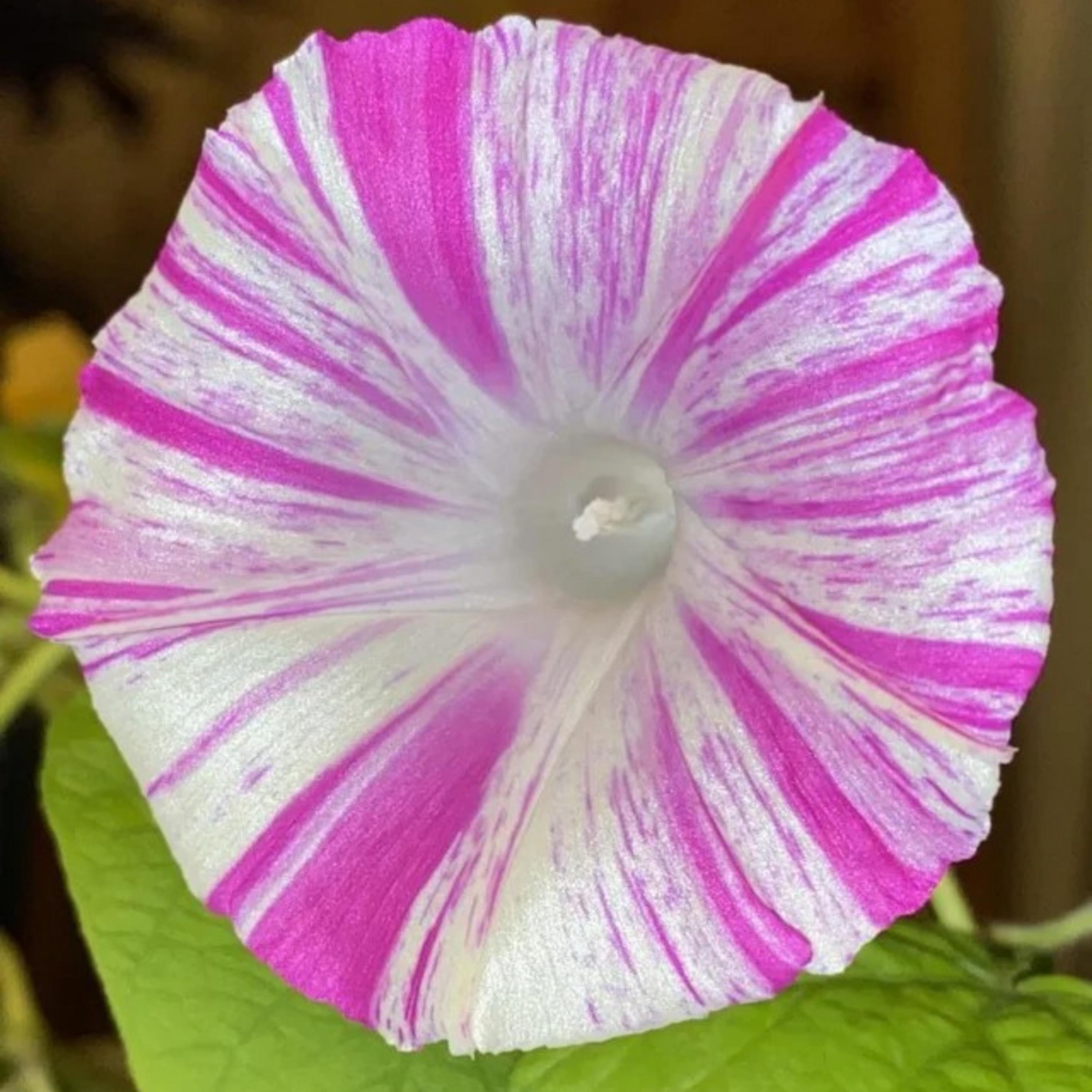 Venice Pink Morning Glory Seeds - Fast Growing, Climbing Vine