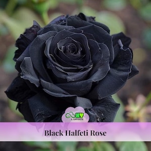 15s|Black Halfeti Rose Seeds - Cold Resistant, Open-Pollinating, Deciduous, Beautiful Blooming Flowers –Planting in Fall/Early Spring