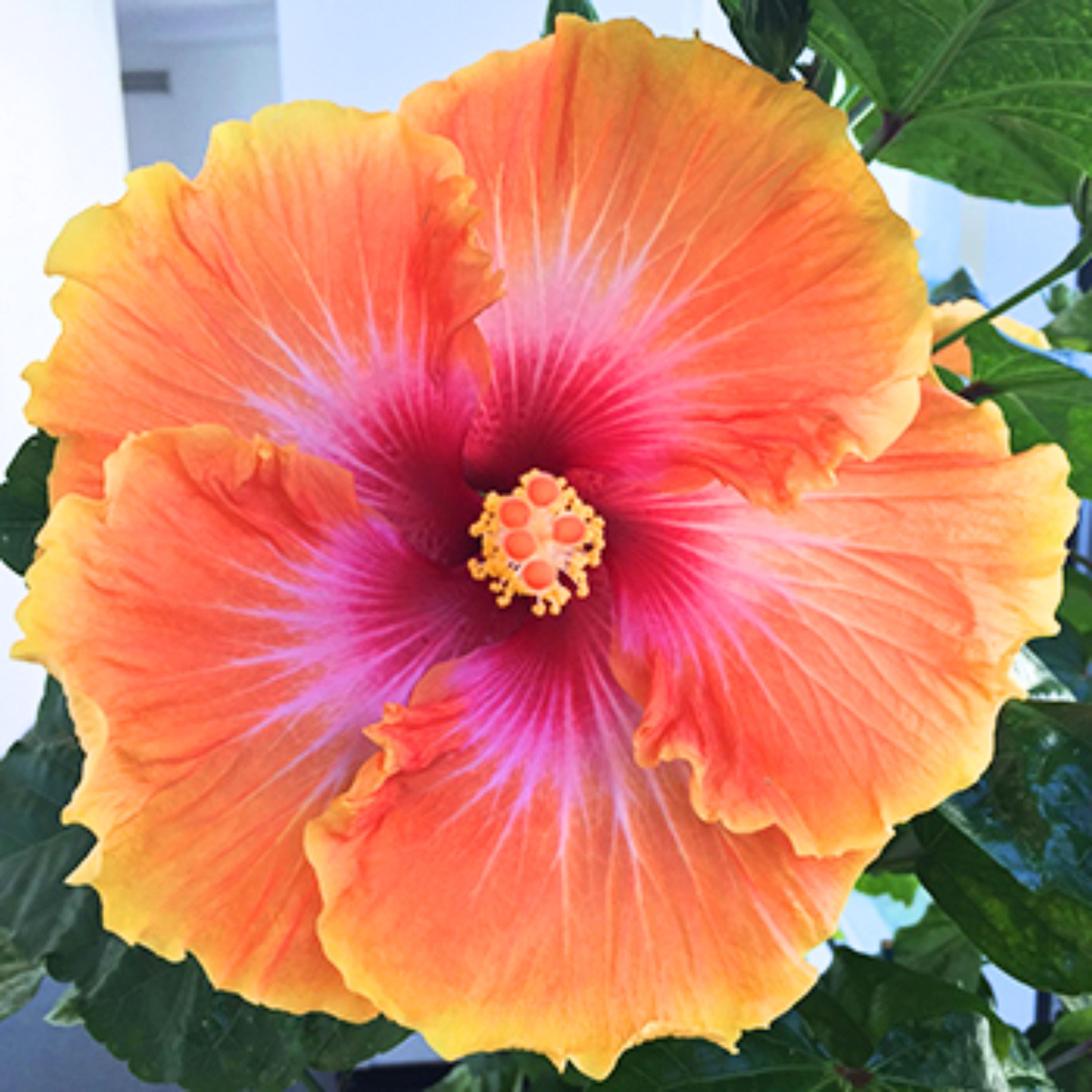 Tahitian Sunset Hibiscus Seeds - Edible, Cold Resistant, Showy