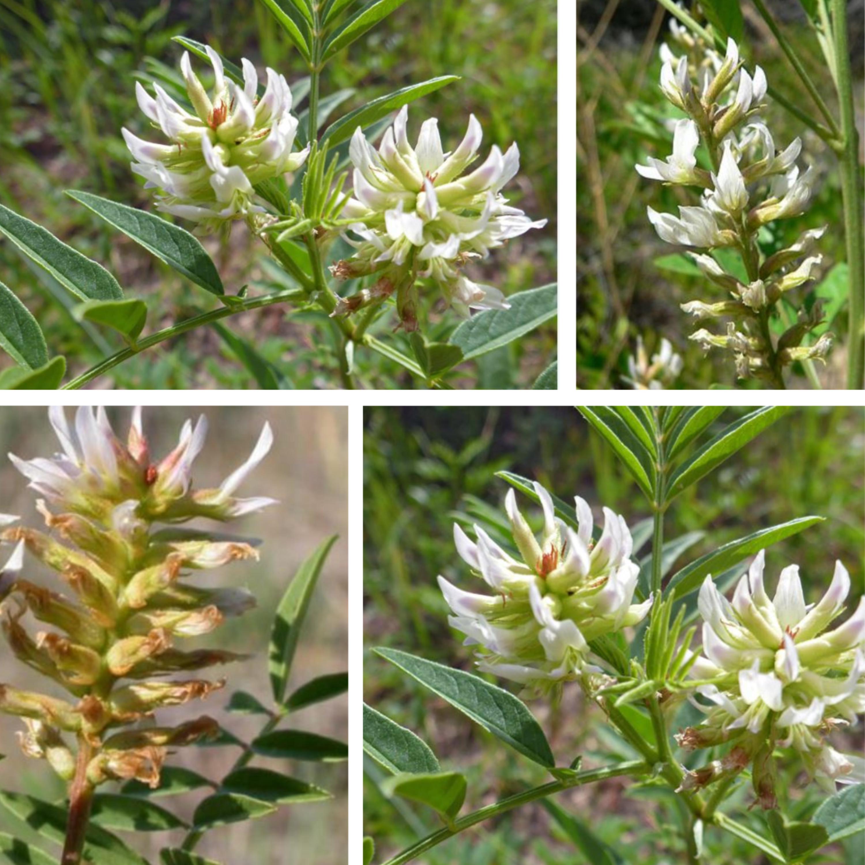 American Licorice Seeds - Edible Roots, Nitrogen Fixer, Attracts  Pollinators, Drought Tolerant, Uses - Plant in Spring/fall - Etsy