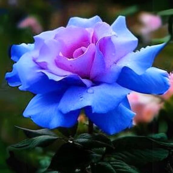 15s|blues Blue Rose Seeds - Perennial, Cold Resistant, Open