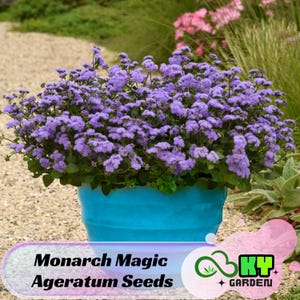 May include: A vibrant blue pot overflowing with Monarch Magic Ageratum seeds, showcasing clusters of fluffy, lavender-blue flowers. The pot sits on a bed of small stones, with greenery in the background. The text "Monarch Magic Ageratum Seeds" is visible.