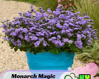 Monarch Magic Ageratum Seeds - Potted - Fast Growing - Attracts pollinators -Open-Pollinating -Plant in late Winter to early Spring - #318