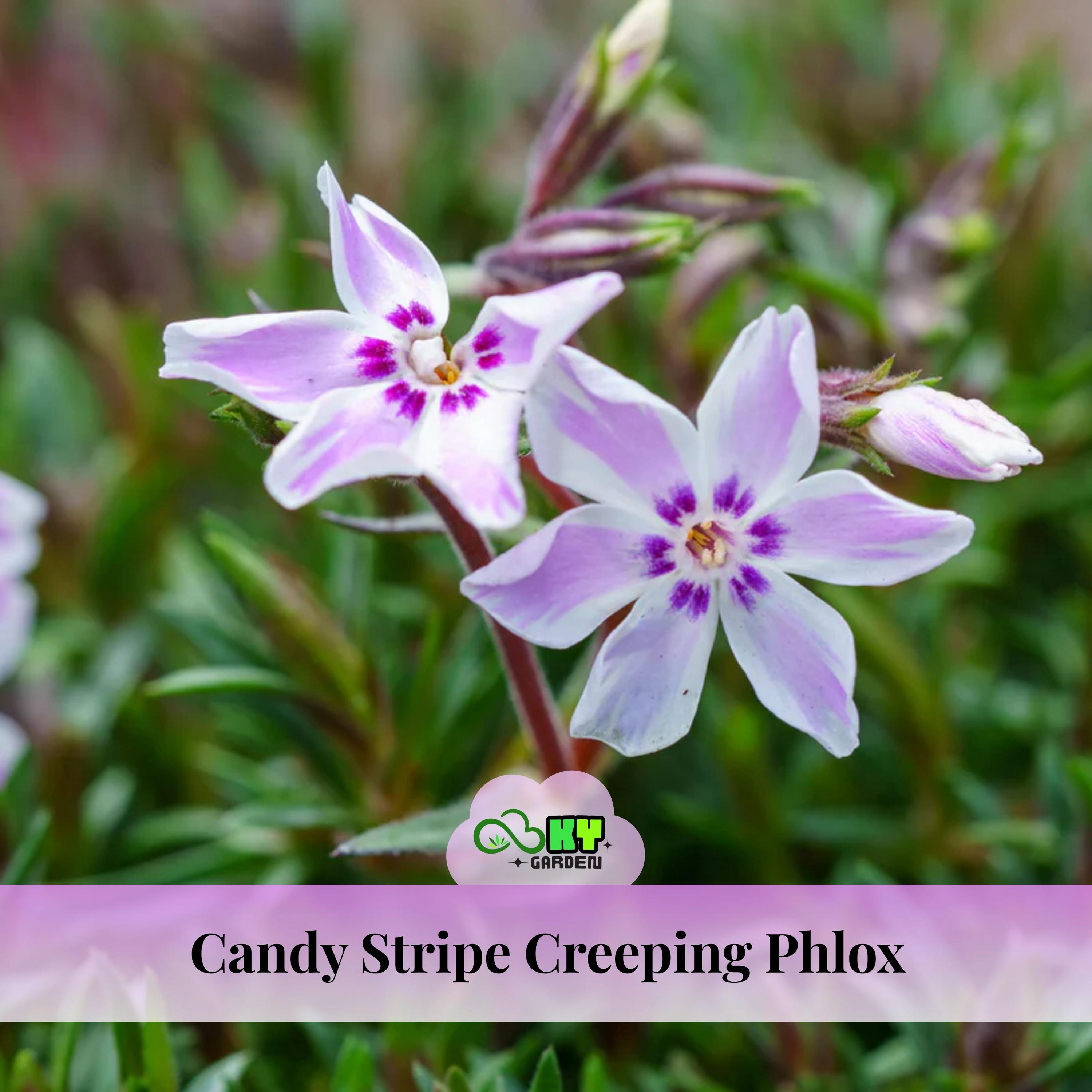 Candy Stripe Creeping Phlox Seeds - Cold Resistant -drought