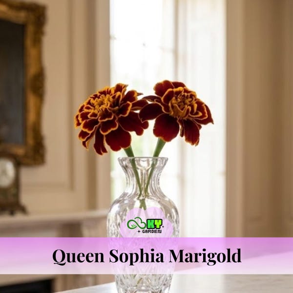 Queen Sophia Marigold Seeds - Edible -Open-Pollinating - Potted - Draft Resistant - Cold Resistant -Dwarf - Plant in Spring/After frost
