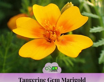 Tangerine Gem Marigold Seeds - Edible -Open-Pollinating - Potted -Draft Resistant - Cold Resistant -Dwarf - Plant in Spring/After frost