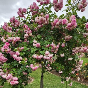 Pink Climbing Rose Seeds – Perennial, Cold Resistant, Open-pollinating ...