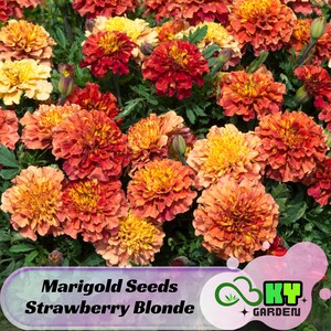 May include: A vibrant close-up of marigold flowers in shades of orange, red, and yellow. The flowers are in full bloom, with layered petals and green foliage. The image includes text that reads "Marigold Seeds Strawberry Blonde" and a logo.