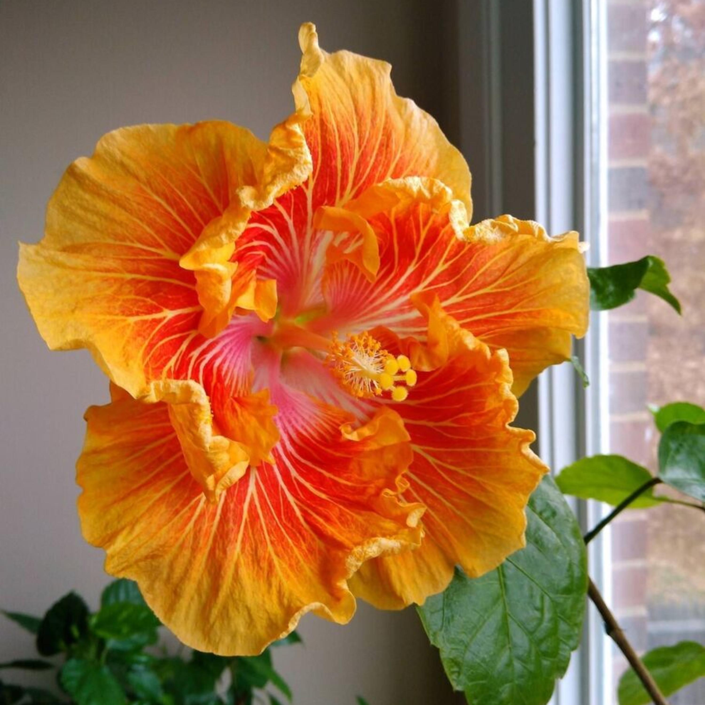 Tahitian Sunset Hibiscus Seeds - Edible, Cold Resistant, Showy