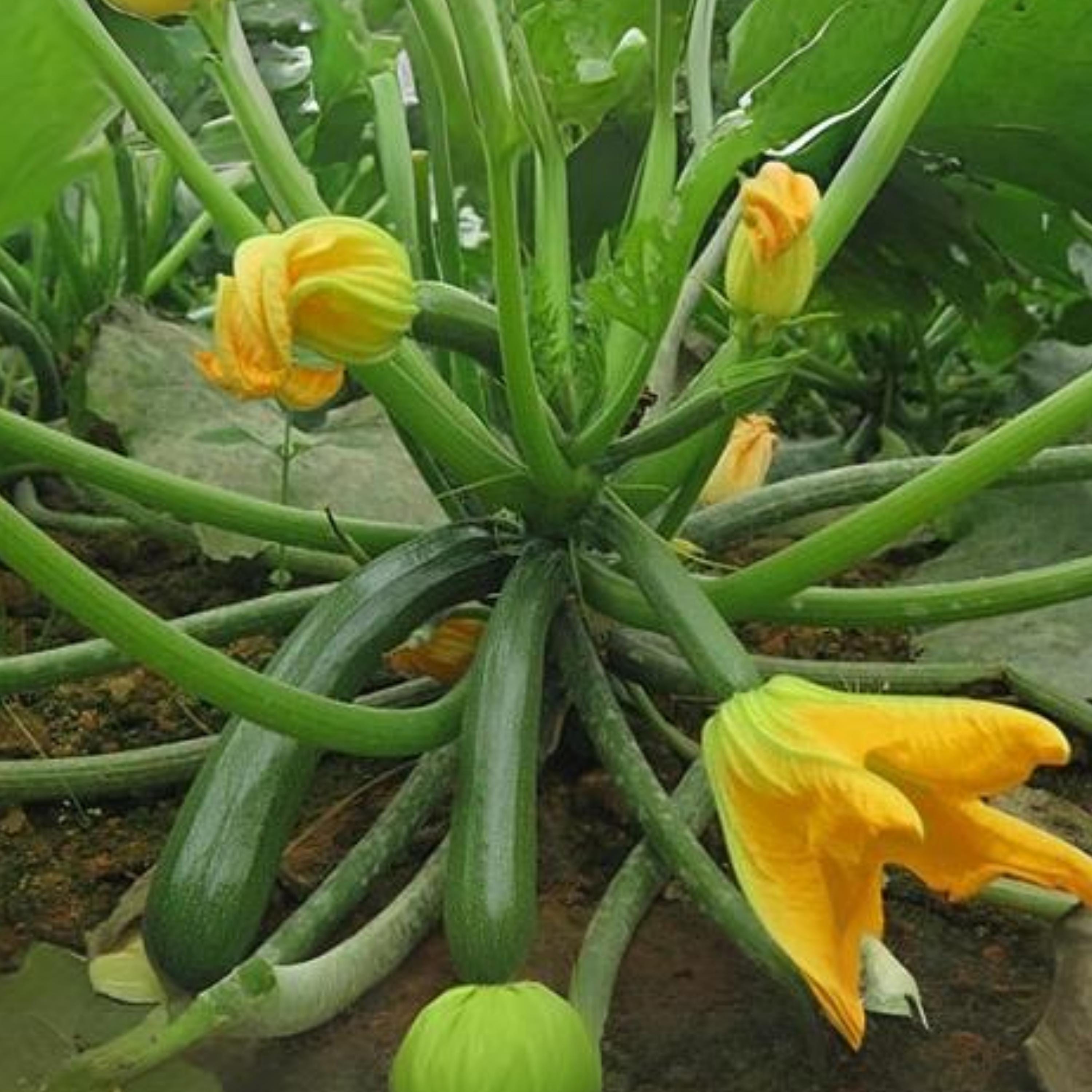Squashed Spring Zucchini Squash Seeds - Annual - Edible, High Yield, Fast Growing, Open ...