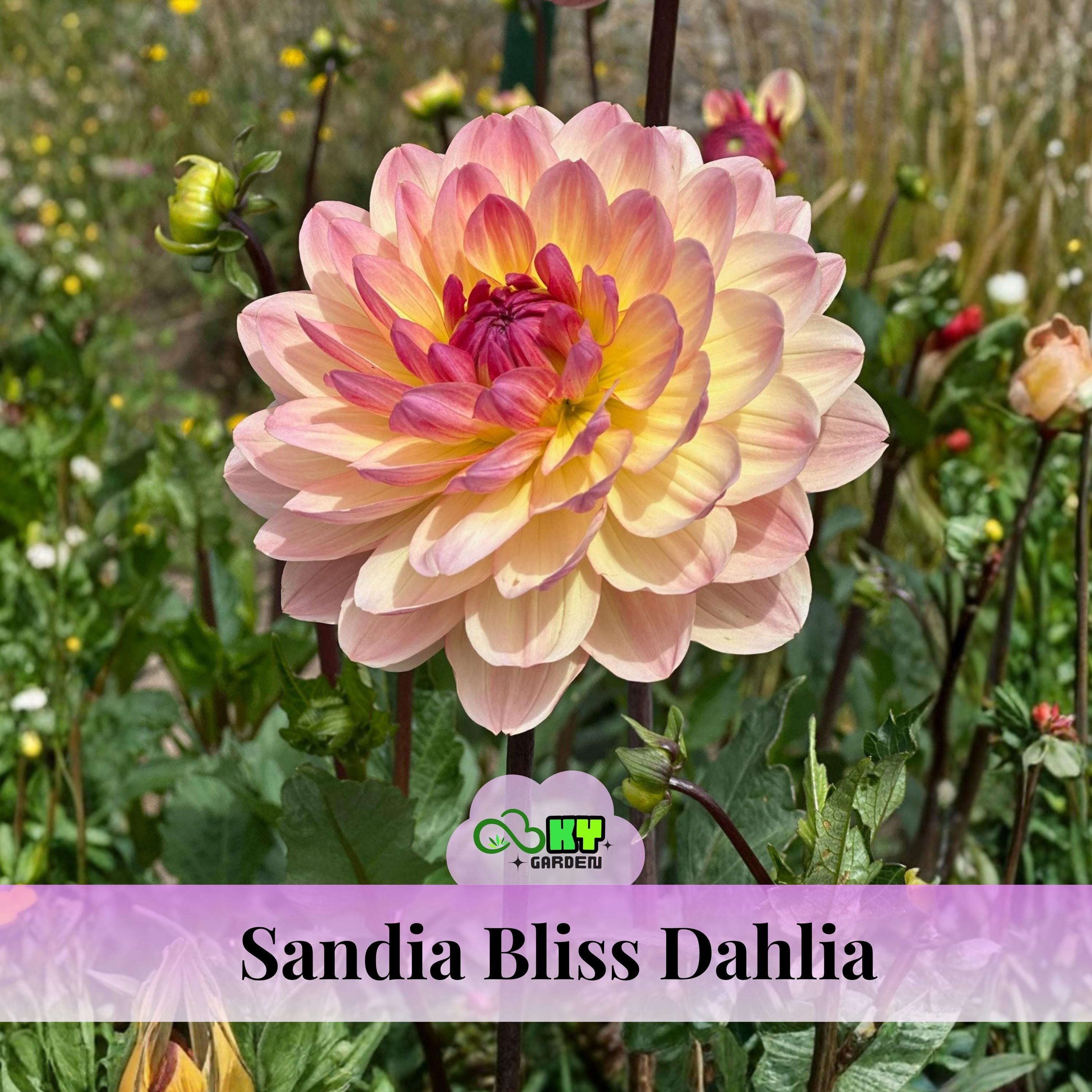 Sandia Bliss Dahlia Seeds#d030 - Attracts Pollinators, Long