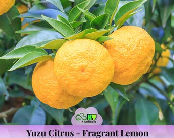 Yuzu Citrus Seeds – Fragrant Lemon Tree Seeds – Japanese Yuzu