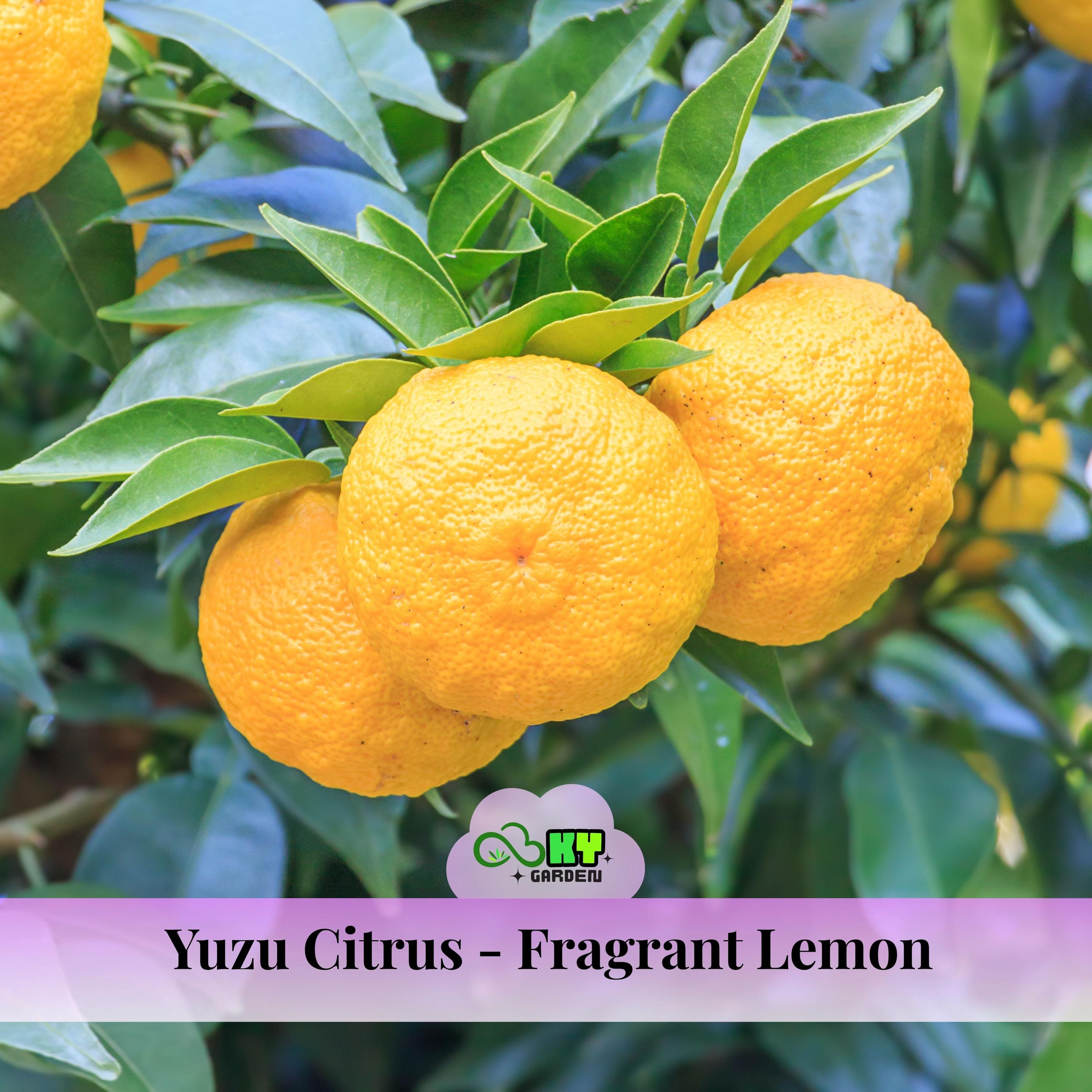 中柚子① Yuzu Citrus Seeds – Fragrant Lemon Tree Seeds – Japanese Yuzu