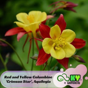 Red and Yellow Columbine &#39;Crimson Star&#39;, Aquilegia Seeds - Deciduous -Potted -Attracts pollinators - Plant in Late Summer to Early Fall-#110