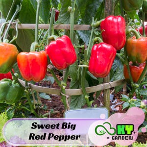 May include: A close-up of a red bell pepper plant growing on a trellis. The peppers are large and ripe, with a bright red color. The plant is labeled "Sweet Big Red Pepper" and "KY Garden".