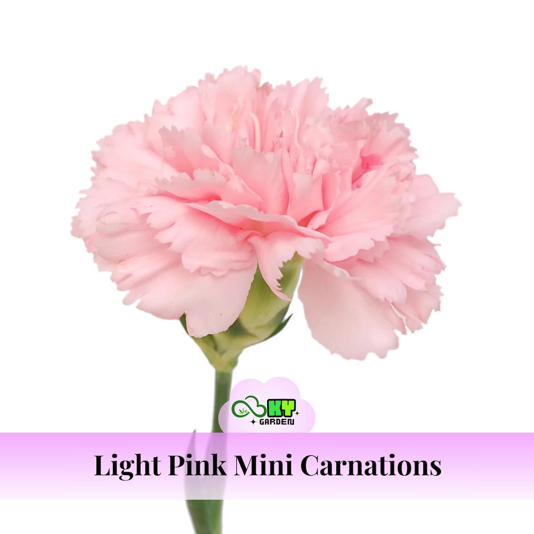 Light Pink Mini Carnation Seeds - Showy Blooms,fragrant, Compact Growth ...