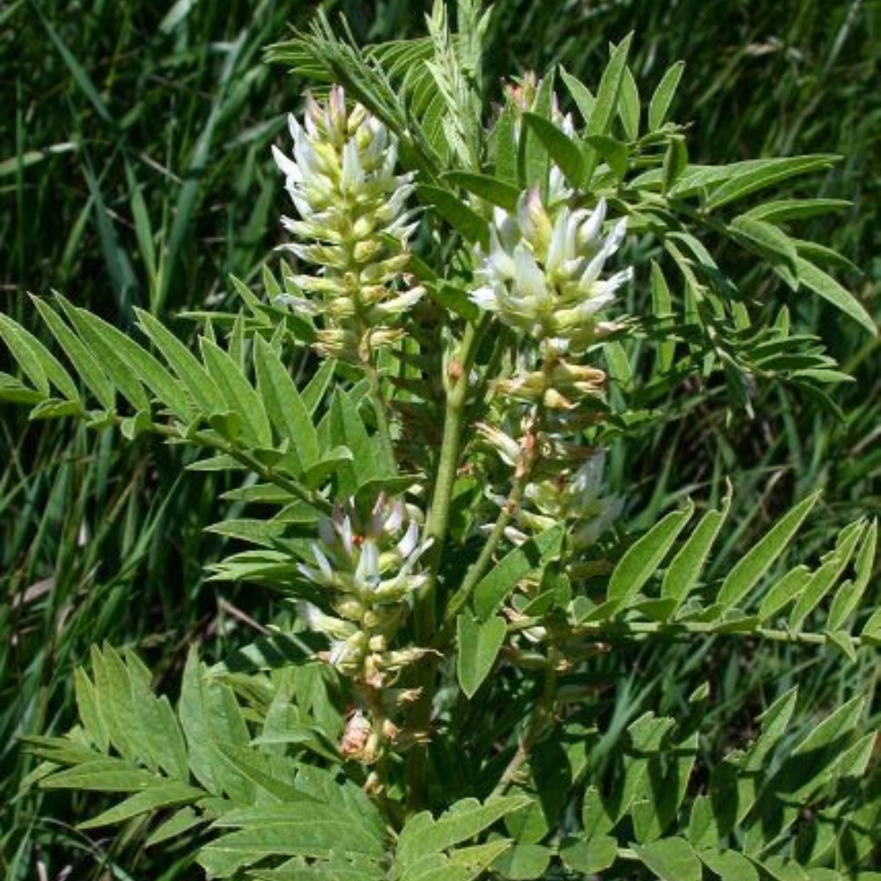 American Licorice Seeds - Edible Roots, Nitrogen Fixer, Attracts  Pollinators, Drought Tolerant, Uses - Plant in Spring/fall - Etsy
