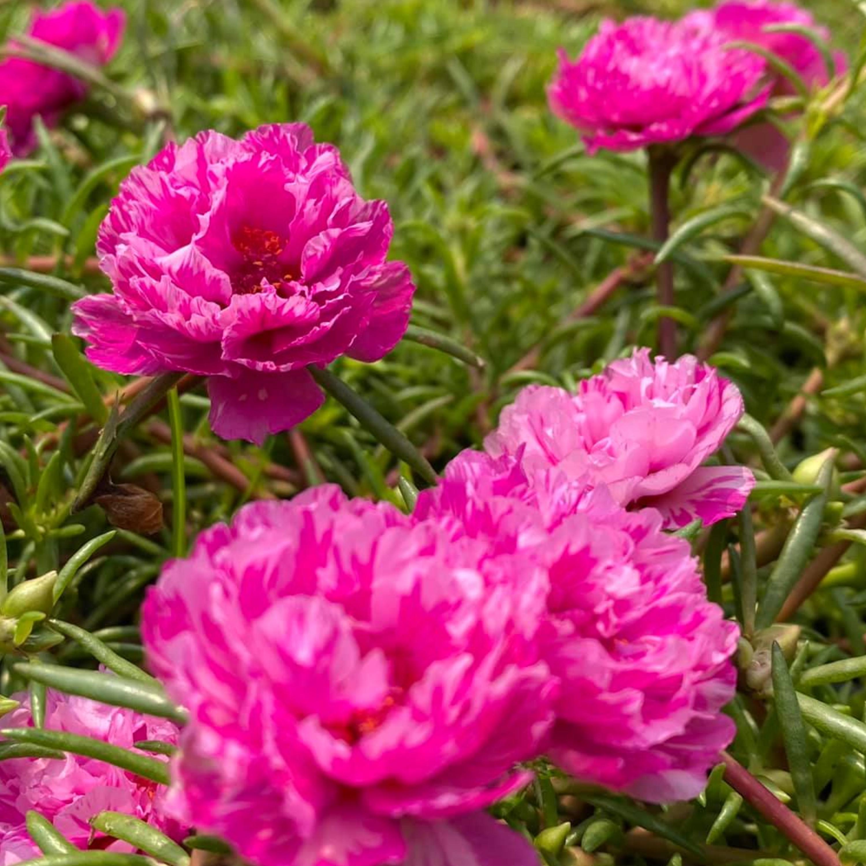 Variegated Pink Double Moss Rose Seeds - Low Maintenance,ground