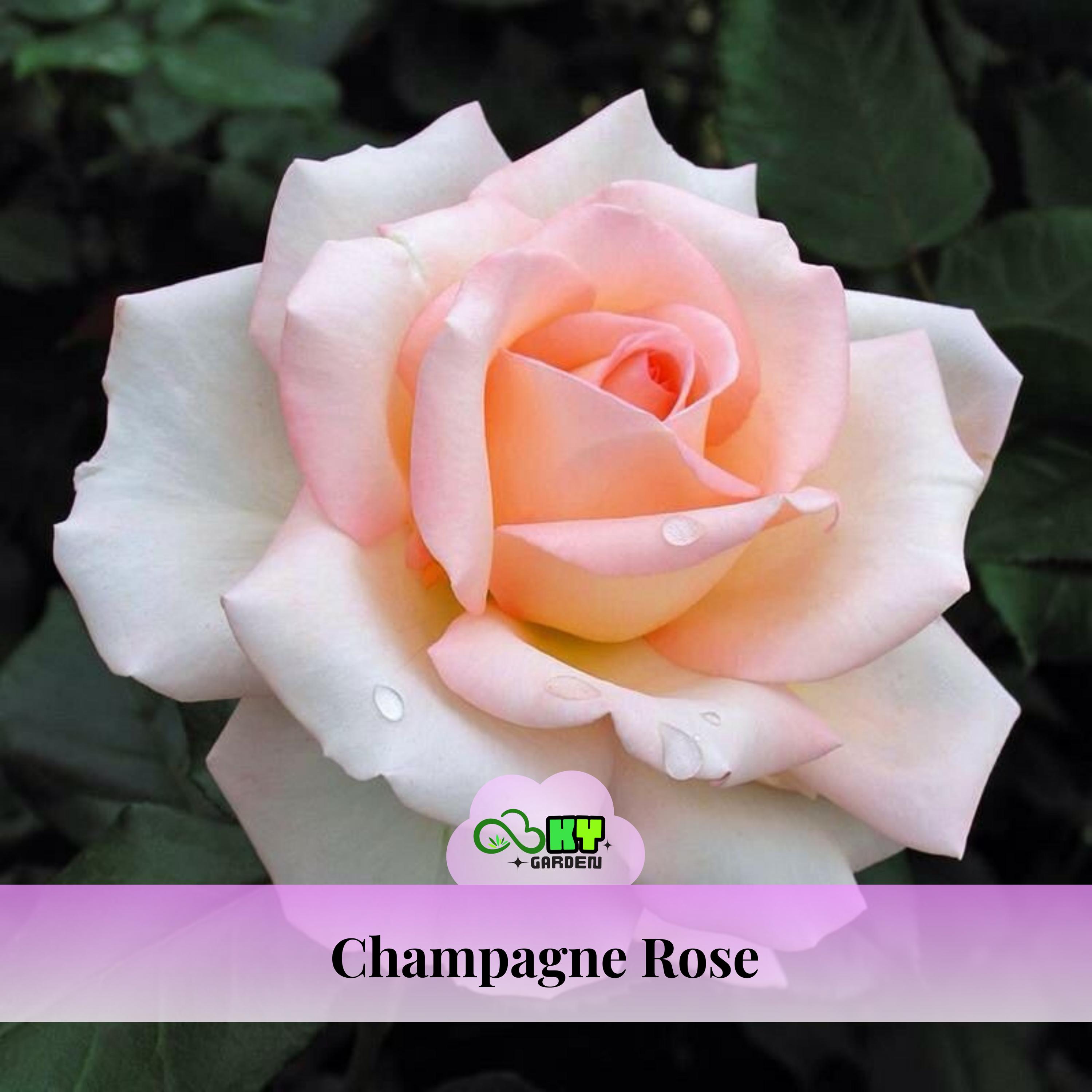 Champagne Rose Seeds - Perennial, Open-pollinating, Deciduous