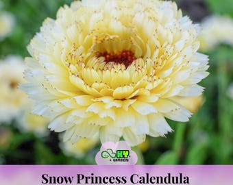 May include: A close-up of a Snow Princess Calendula flower. The flower has multiple layers of soft yellow petals with white tips and a dark red center. The flower is in focus against a blurred green background.