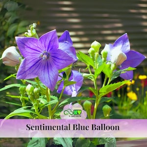 Sentimental Blue Balloon Seeds - Perennial -Edible, Cold Resistant, Showy Blooms,Compact Size, Attracts Pollinators -Plant in Spring or Fall