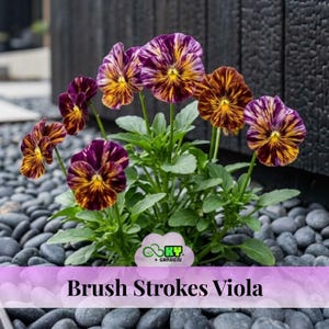 May include: A cluster of Brush Strokes Viola flowers featuring petals with a variegated pattern of deep purple and vibrant yellow-orange streaks. The plant has green leaves and is centered with a logo reading KY Garden and the text Brush Strokes Viola.