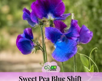Blue Shift Sweet Pea Seeds – Lathyrus odoratus – Color-Changing Fragrant Sweet Pea – Climbing Cottage Garden Flower