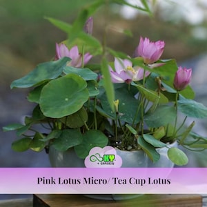 Pink Micro Lotus Seeds – Nelumbo nucifera – Tea Cup Pink Lotus – Mini Aquatic Pond Plant