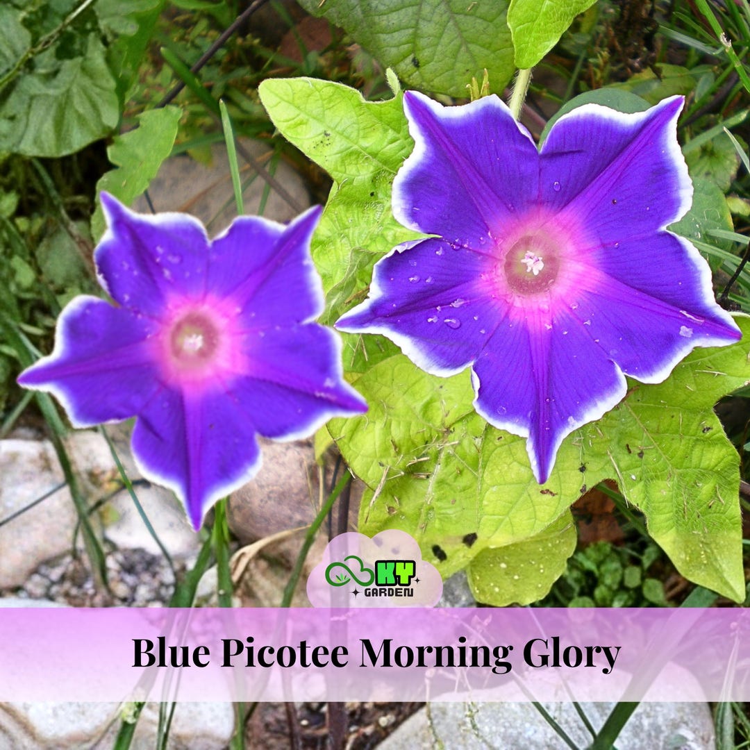Blue Picotee Morning Glory Seeds - Fast Growing, Climbing Vine
