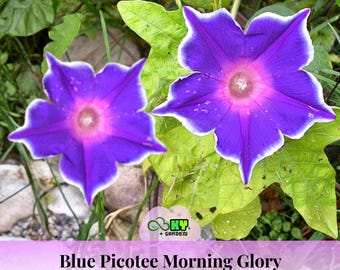 Blue Picotee Morning Glory Seeds - Fast Growing, Climbing Vine