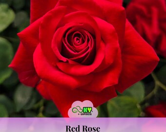 Red Rose Seeds , Cold Resistant, Open-Pollinating, Deciduous, Beautiful Blooming Flowers –Planting in Fall/Early Spring