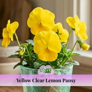May include: A close-up of a potted plant with bright yellow pansies. The flowers have a clear lemon color and are in full bloom. The pot is a light green color. The text "Yellow Clear Lemon Pansy" is displayed at the bottom of the image.