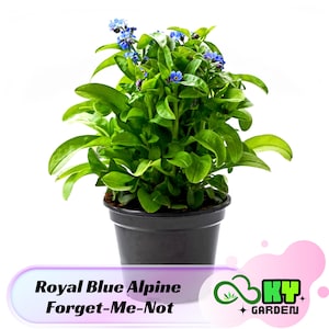May include: A small potted plant with blue forget-me-not flowers and green leaves. The plant is in a black plastic pot. The text "Royal Blue Alpine Forget-Me-Not" is visible below the plant.