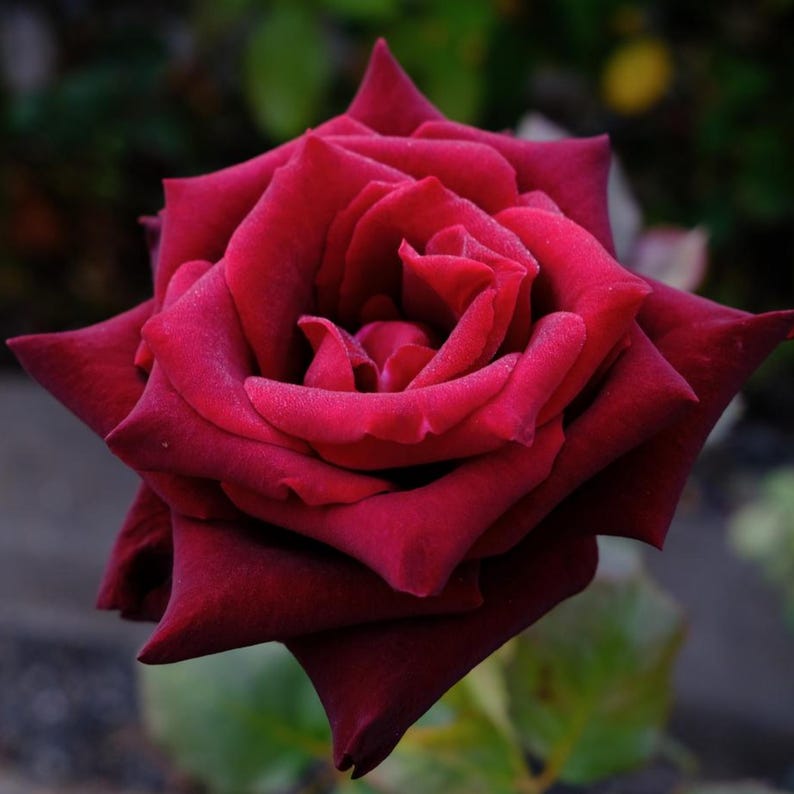 'Black Baccara' Hybrid Tea Rose Bush – Deep Maroon Velvety Flowers, Bare Root Plant (3fatpigs)