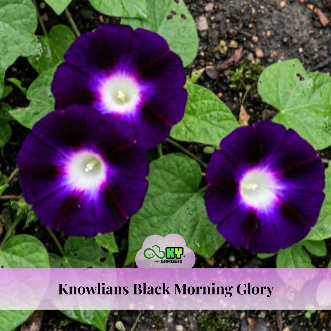 Knowlians Black Morning Glory Seeds - Fast Growing, Climbing Vine