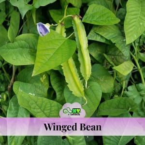 May include: Close-up of winged bean plant with green leaves, a purple flower, and green pods. The image includes the text "Winged Bean" in a pink banner.
