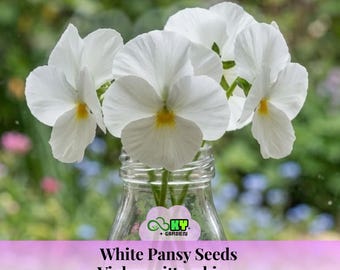 White Pansy Seeds Viola × wittrockiana Seeds - Cold Resistant - Open-Pollinating - Draft Resistant - Plant in late Summer/Spring