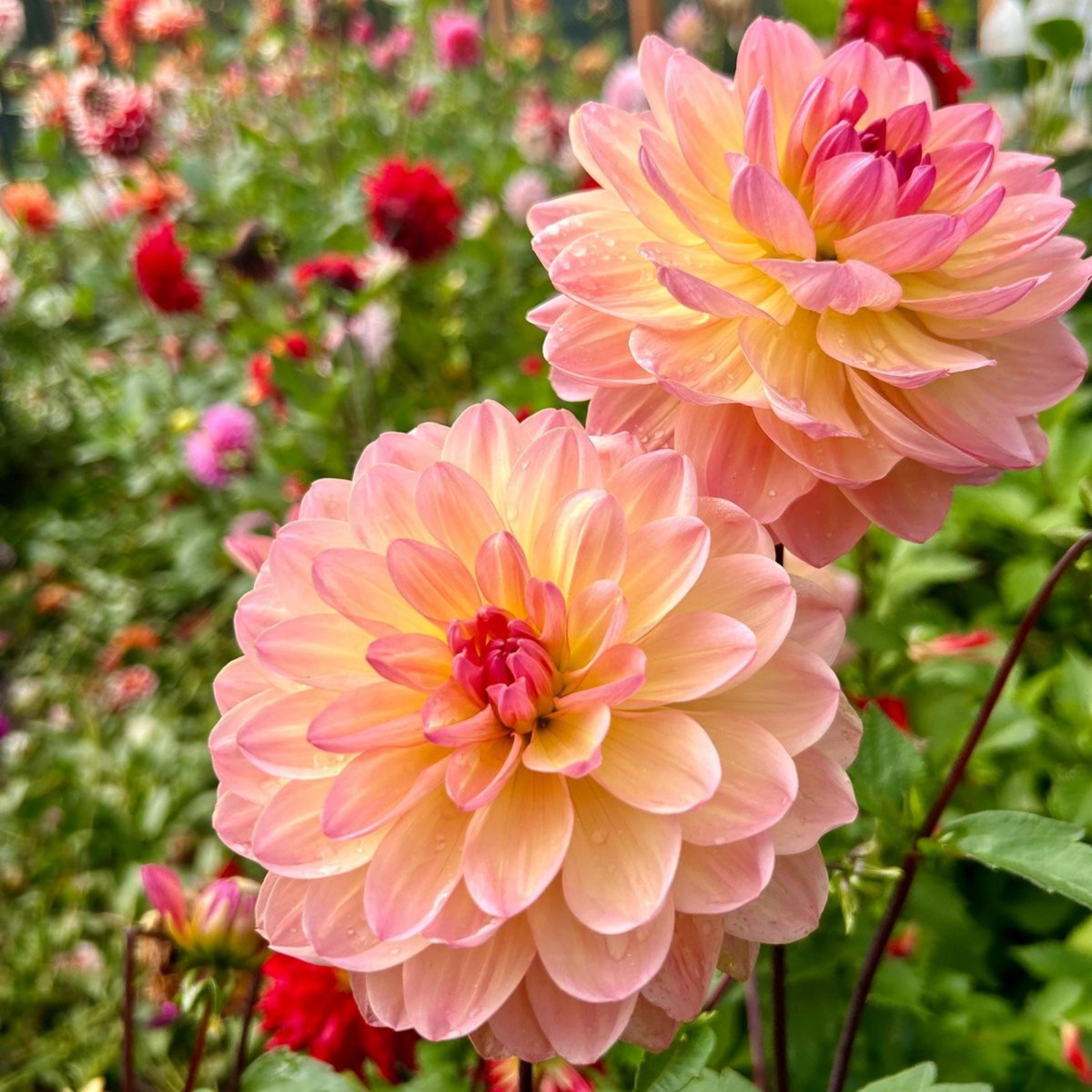 Sandia Bliss Dahlia Seeds#d030 - Attracts Pollinators, Long