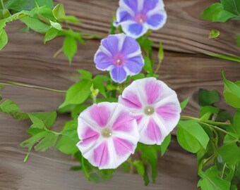 Mt. Fuji Mix Japanese Morning Glory Seeds - Fast Growing, Climbing